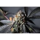 Purple OG Punch Feminised Seeds-SSSC-POGP-FEM