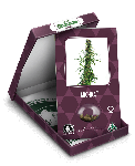 Michka Feminised Seeds-SEN-MICH-FEM