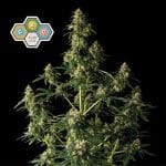 CBG Relief Auto феминизирани семена-SMAN-CBGR-AUTO-FEM