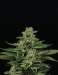 Fortune Cookie Femminizzati Semi-HUMB-FC-F