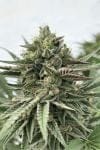 Humboldt Pound Cake Femminizzati Semi-HUMB-HPC-F