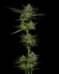 Sour Apple Auto Feminized Seeds-HUMB-SAA-F