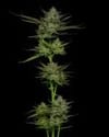 Sour Apple Auto Feminized Seeds-HUMB-SAA-F