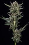 Notorious THC Feminized Seeds-HUMB-NTHC-F