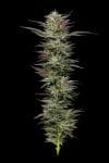 Nutter Budder Feminizada Sementes-HUMB-NB-F