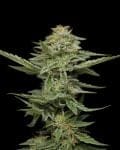 Pistachio Feminized Seeds-HUMB-PI-F