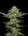 Pistachio Feminized Seeds-HUMB-PI-F