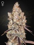 Holy Snow Feminised Seeds-GHHOSN