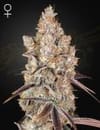 Holy Snow Feminised Seeds-GHHOSN