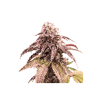 Strawberry Cookies Fast Feminised Seeds-SSSC-STRC-FAST-FEM