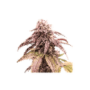 Strawberry Cookies Fast Feminised Seeds-SSSC-STRC-FAST-FEM