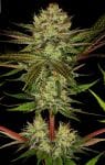 Chocolate Wafflez Feminised Seeds-PARA-CHW-FEM