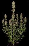 Apricot Candy Feminised Seeds-PARA-AC-FEM