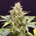 Chocolate Mint OG Auto Feminised Seeds-HDS-CHMOG-AUTO-FEM