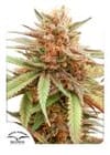 Durban Dew Feminised Seeds-dp-durban-dew-fem