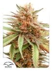 Durban Dew феминизирани семена-dp-durban-dew-fem