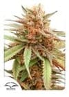 Durban Dew Feminised Seeds-dp-durban-dew-fem