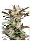 Mimosa Punch Auto феминизирани семена-dutch-passion-mimosa-punch-auto