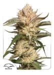 Trichome & Cream Auto Féminisée Graines-dutch-passion-trichome-and-cream-auto