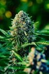 Gummibears Auto Feminised Seeds-ATL-GB-AUTO-FEM