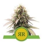 Royal Runtz Auto феминизирани семена-RQS-RRUNTZ-AUTO-FEM