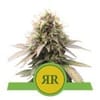 Royal Runtz Auto Feminised Seeds-RQS-RRUNTZ-AUTO-FEM