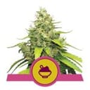 Blue Gelato Feminisiert Saatgut-RQS-BLUGEL-FEM