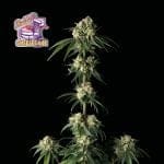 Bubba Cheesecake Feminised Seeds-SMAN-BCC-FEM