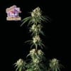 Bubba Cheesecake Feminised Seeds-SMAN-BCC-FEM