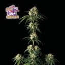 Bubba Cheesecake Feminised Seeds-SMAN-BCC-FEM