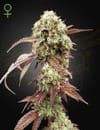 West Coast OG x Gelato 41 Auto Feminised Seeds-GH-WCOGGEL41-AUTO-FEM