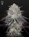 Franco's Fullgas Feminized Seeds-GH-FULLGAS-FEM