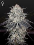 Franco's Fullgas Feminised Seeds-GH-FULLGAS-FEM