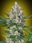 Lemon OG Feminised Seeds-00S-LEMOG-FEM