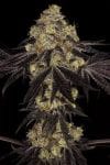 Sunset Paradise Feminised Seeds-PARA-SUNPAR-FEM