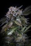 White Noise Feminised Seeds-PARA-WHNOIS-FEM