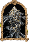 Quicklato Sherbet Feminised Seeds-EXO-QKLSH-FEM