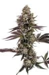 Blueberry Cupcake Feminiseret Frø-HUMB-BBC-F