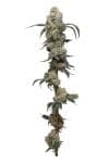 Farmer's Daughter Feminized Seeds-HUMB-FMD-F