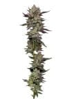 Poddy Mouth Feminized Seeds-HUMB-PDM-F