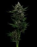 All Gas OG Auto Feminisiert Samen-HUMB-AGOA-F