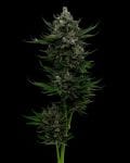 All Gas OG Auto Femminizzati Semi-HUMB-AGOA-F