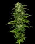 Dream Queen Auto Femminizzati Semi-HUMB-DQNA-F