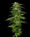 Dream Queen Auto Feminisiert Samen-HUMB-DQNA-F