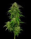 Mango Sherbert Auto Feminized Seeds-HUMB-MGSA-F