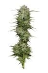 Pound Town Auto Feminized Seeds-HUMB-PTNA-F