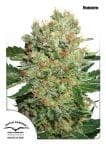 Brainstorm Feminized Seeds-dp-brainstorm