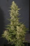 Tundra Auto Feminised Seeds-dp-tundra-fem