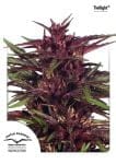 Twilight Féminisée Semences-twilight