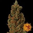 Red Diesel Feminisiert Samen-red-diesel